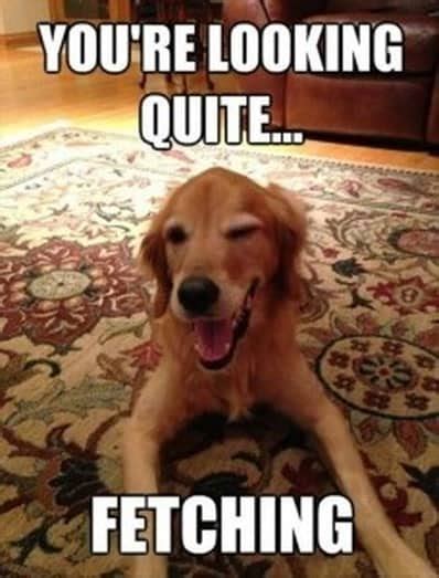 101 Most Pawesome Dog Puns From The Internet