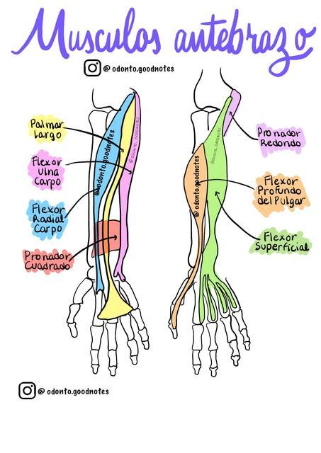 Músculos Flexores Del Antebrazo