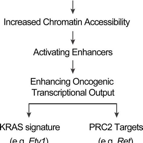 A schematic summarizing the tumor suppressor mechanisms of SETD2 in ...