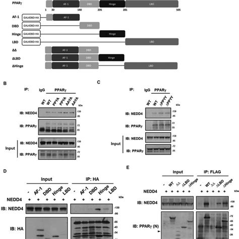 Nedd4 Associates With The Hingeligand Binding Domain Of Pparγ A Download Scientific Diagram