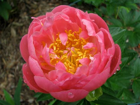 Paeonia Pink Hawaiian Coral Wells Medina Nursery