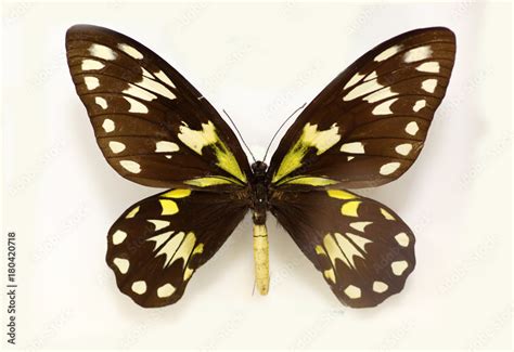Queen Victorias Birdwing Ornithoptera Victoriae Isolated Stock Photo