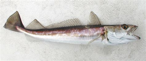 Please Add Silver Hake Merluccius Bilinearis