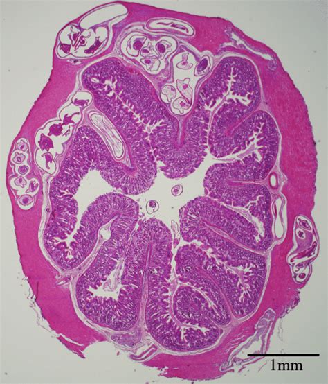 Stomach Of Litoria Caerulea Transverse Section Showing Submucosal And