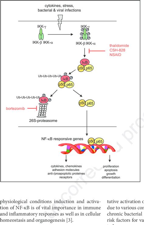 1 Activation And Inhibition Of Nf κb In Non Stimulated Cells Nf κb