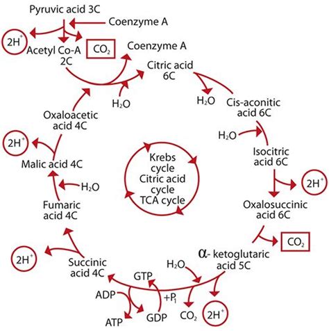 Kreb Cycle Steps With Diagram Steps And Products