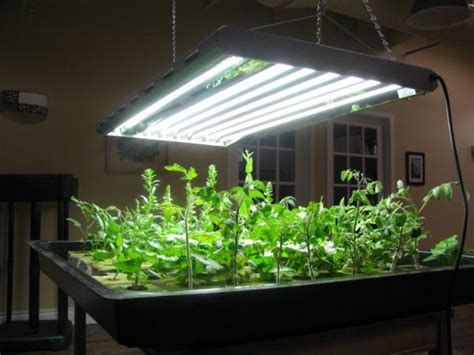 Mythbusting: Do You Really Need Grow Lights? - Horticulture