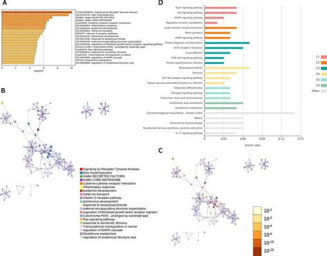 Go Kegg Analysis Of Differentially Expressed Genes In Wt1 Kts