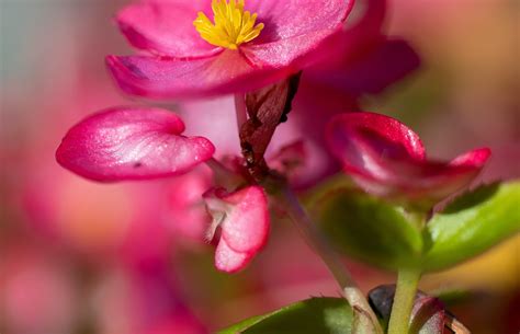 33 Flowering Houseplants Indoor Plant Guides