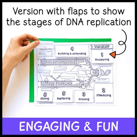 Dna Replication Doodle Notes Emmatheteachie