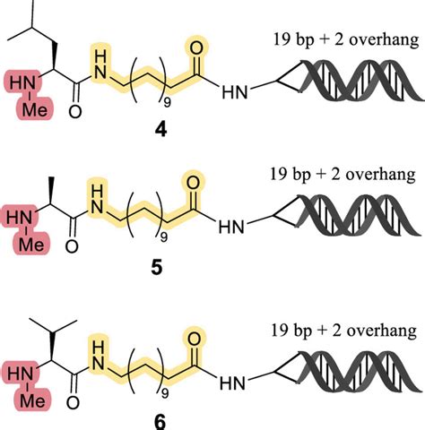 Dna Compatible Conditions For The Formation Of N Methyl Peptide Bonds