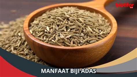 Manfaat Biji Adas Untuk Kesehatan Simak Penjelasannya Biotifor