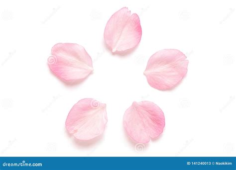 Japanese Pink Cherry Blossom Petal Isolated On White Background Stock