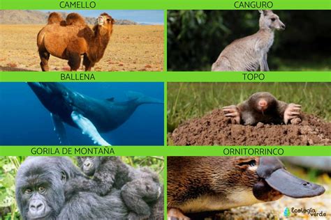 Descubre Los Fascinantes Tipos De Mam Feros Terrestres En La Naturaleza