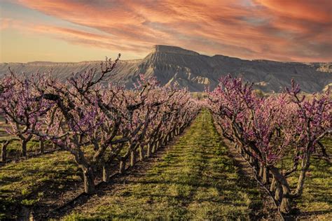 Blühende Pfirsichbäume in Palisadolorado Im Frühjahr Stockfoto Bild