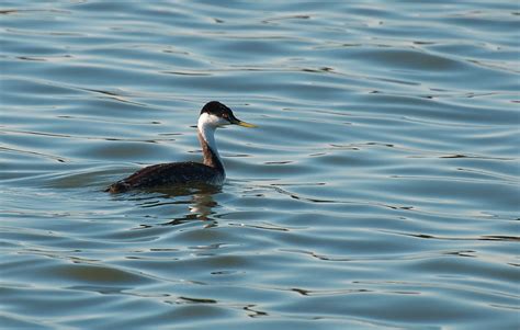 Nw Bird Blog Clark S Grebe