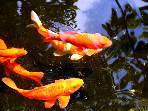 Live Koi Fish 4K Wallpapers - Top Free Live Koi Fish 4K Backgrounds - WallpaperAccess