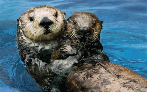 Adult Sea Otters Are Adopting Orphaned Babies at the Monterey Bay Aquarium