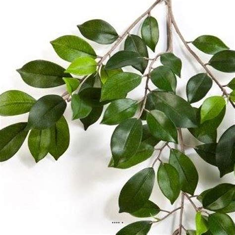 Feuillage De Ficus Artificiel H Cm Artificielles