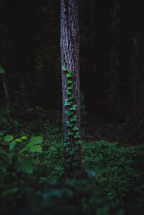 Free Images Tree Water Nature Grass Night Trunk Green Darkness