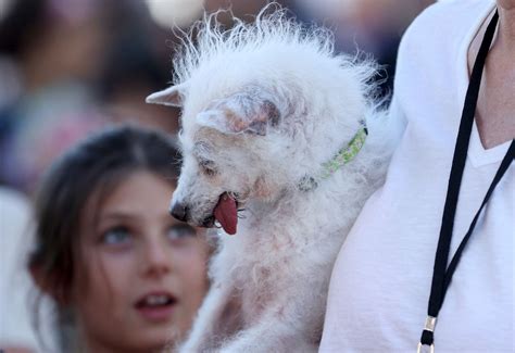 Pekinese Wild Thang erkämpft sich den Titel als hässlichster Hund der