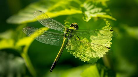 Wallpaper Dragonfly, leaves, wings, green, insect, macro, nature, Animals #1251