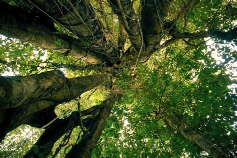 Borneo Rainforest Wallpaper Hd 4k Free Infoupdate Org