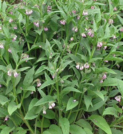 True Common Comfrey Seeds Symphytum Officinale For Sale Comfrey