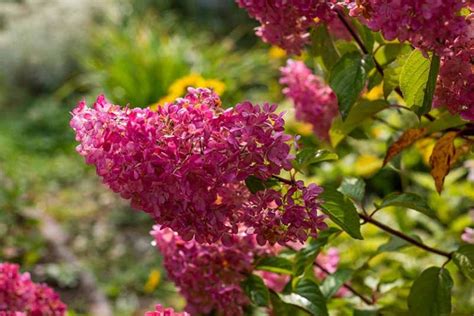 How to Grow Panicle Hydrangea (Hydrangea paniculata) | Gardener’s Path