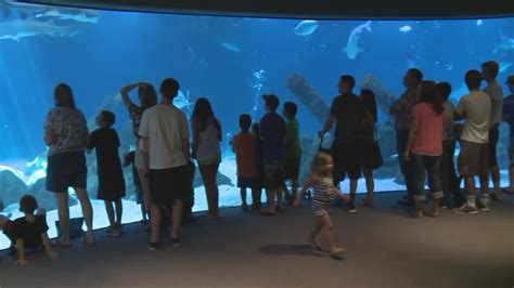 ABQ BioPark Aquarium reopens after electrical maintenance | KRQE News 13