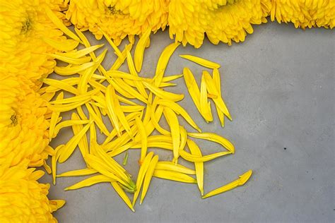 Tomb Sweeping Festival Offering Sacrifices To Chrysanthemum Flowers Background, Chrysanthemum ...