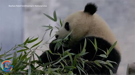 Pandas Set to Return to Smithsonian National Zoo – Davidson News