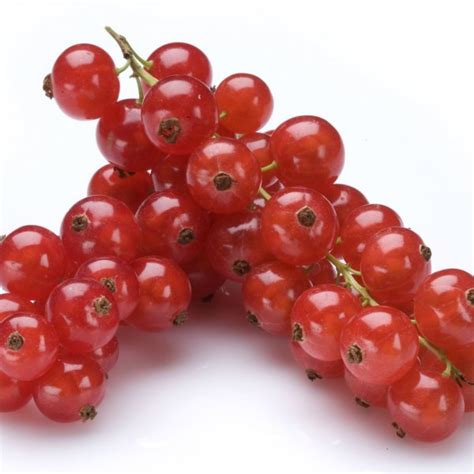 Red Currants Assortment Special Fruit