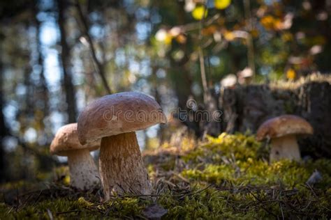 Brown Cap Porcini Mushroom Grow In Wood Stock Photo Image Of