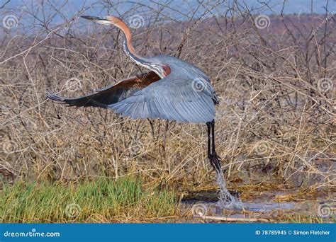 Goliath Heron Taking Flight Lake Baringo Kenya Stock Image Image Of