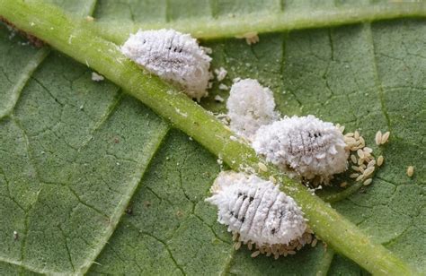 Cochinilla en las plantas Daños Especies y Control efectivo