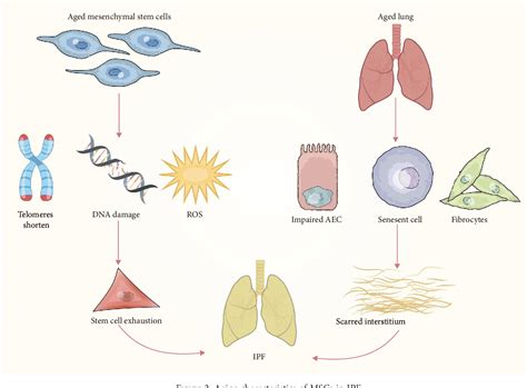 Figure From Different Levels Of Autophagy Activity In Mesenchymal