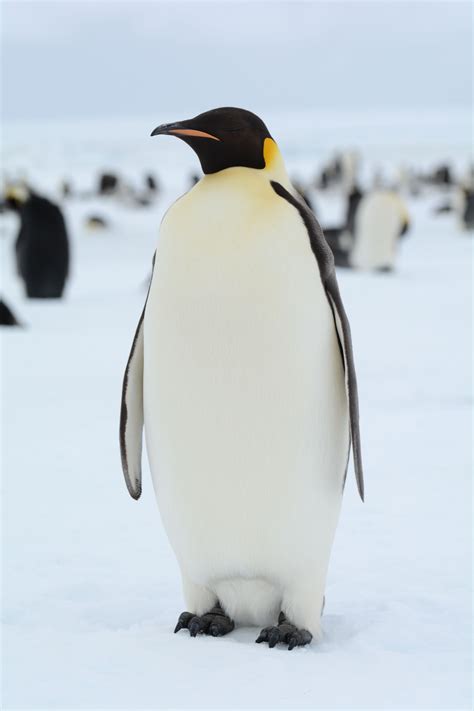 What Animals Live In Antarctica