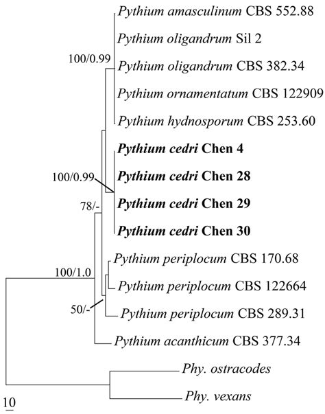 Strict Consensus Tree Illustrating The Phylogeny Of Pythium In Clade D