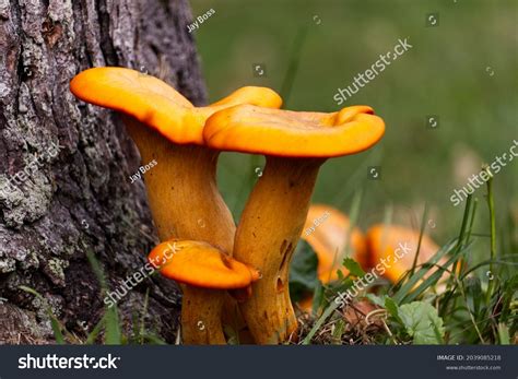 Omphalotus Illudens Orange Mushrooms Beside Tree Stock Photo 2039085218 | Shutterstock