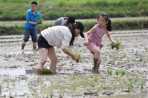 句容：别样“插秧节”助力农耕文化焕发新活力江苏文明网