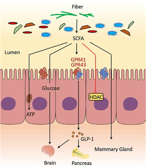 Gut Microbiota Immunity