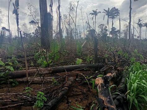 Terra Indígena Karipuna é a mais desmatada no entorno da BR 319