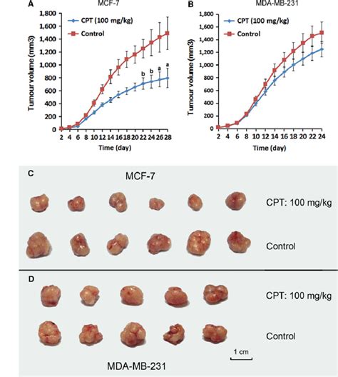 CPT Inhibits ERa Positive Breast Cancer Growth In Vivo MCF 7 Or MDA