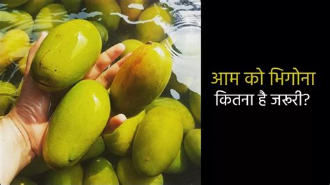 Mango Eating Tips जानें आम को खाने से पहले क्यों इसे कुछ देर पानी में भिगोकर रखा जाता है