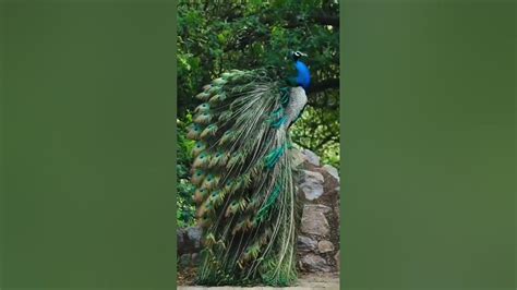 Amazing Peacock Dance 🦚🦚🦚🦚🦚 Shorts Peacock Birds Relaxing Dance