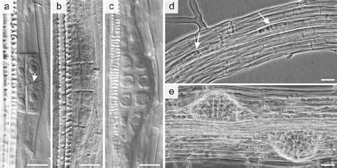 Morphological features of the primordia. a Small primordium with few ...