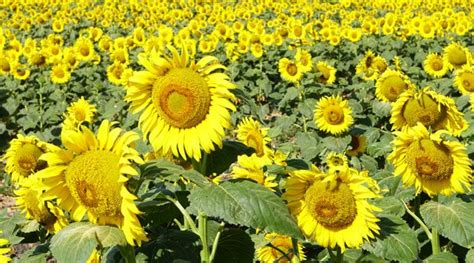 Total 59 Imagen Plantar Un Girasol Cortado Abzlocal Mx