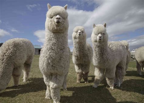 The Fascinating Truths About Alpacas Asiapata Asia Pet And Animal