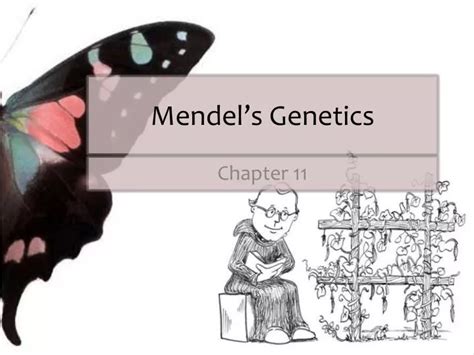 Ppt Mendels Genetics Powerpoint Presentation Free Download Id 2793705